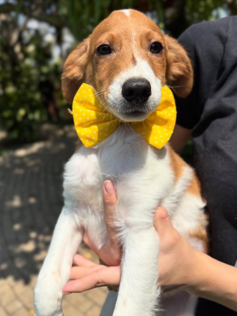 Dudu, cachorro de porte pequeno para adoção em Sinop - MT