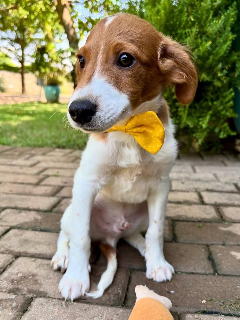 Dudu, cachorro de porte pequeno para adoção em Sinop - MT — foto 2 de 5