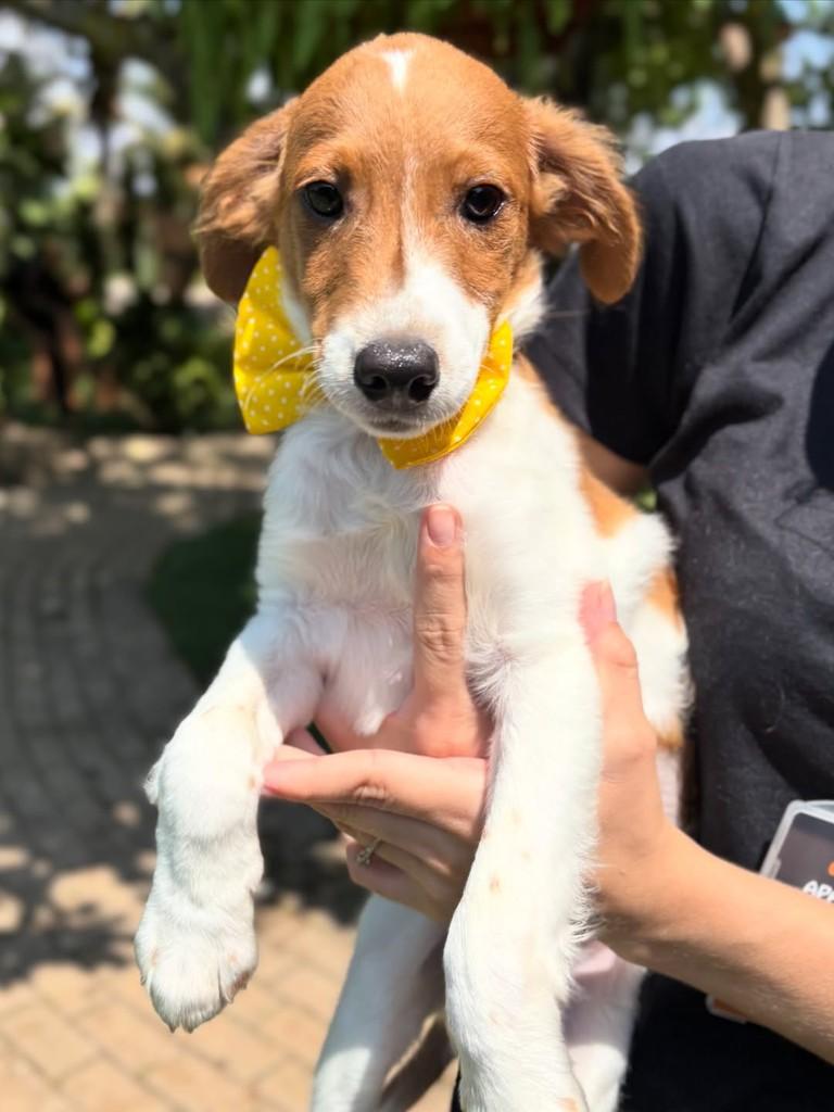 Dudu, cachorro de porte pequeno para adoção em Sinop - MT — foto 3 de 5