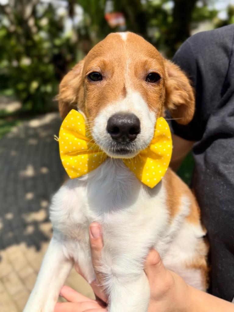 Dudu, cachorro de porte pequeno para adoção em Sinop - MT — foto 4 de 5