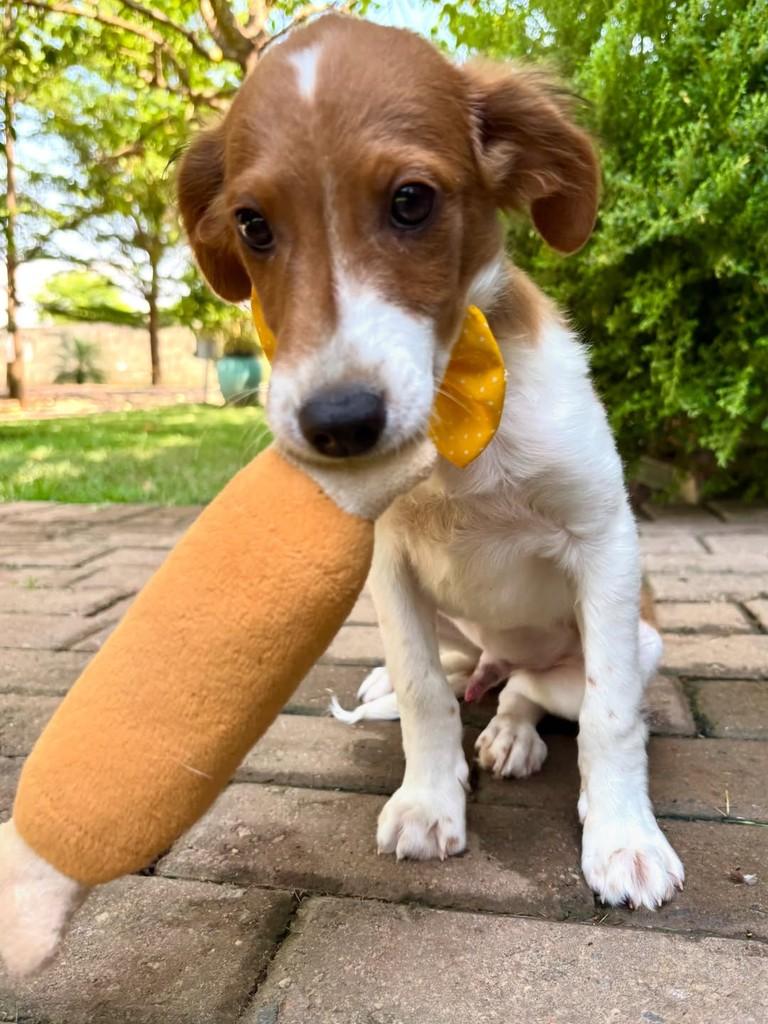 Dudu, cachorro de porte pequeno para adoção em Sinop - MT — foto 5 de 5