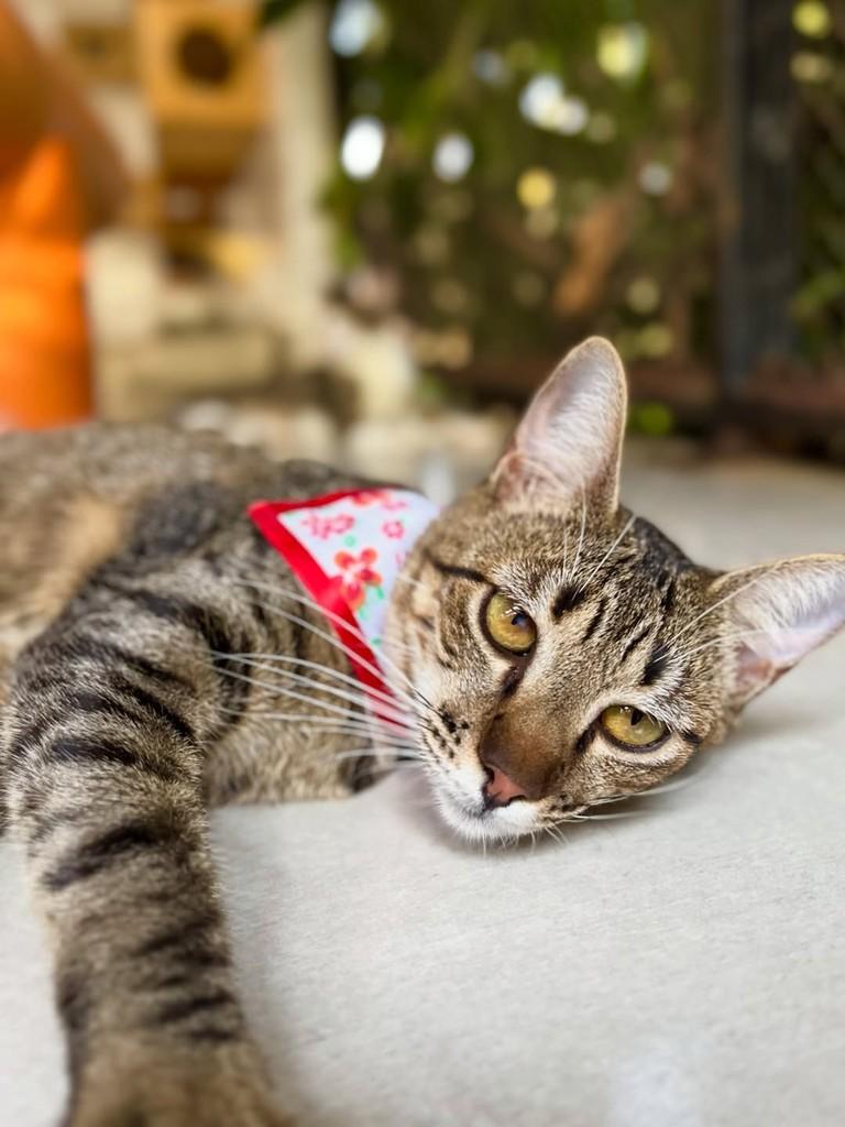 Farofa, gata de porte pequeno para adoção em Sinop - MT