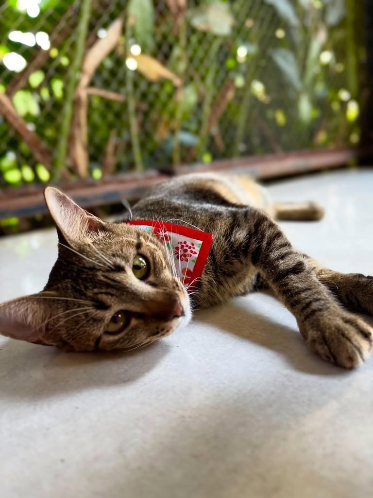 Farofa, gata de porte pequeno para adoção em Sinop - MT — foto 2 de 6