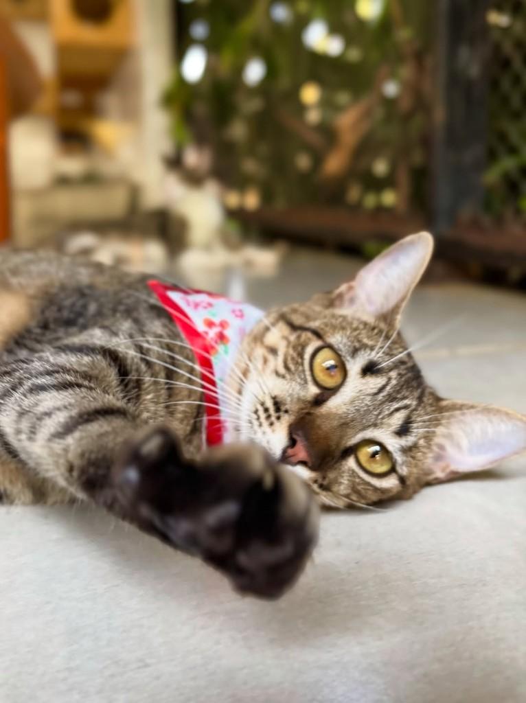 Farofa, gata de porte pequeno para adoção em Sinop - MT — foto 3 de 6