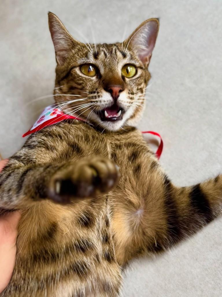 Farofa, gata de porte pequeno para adoção em Sinop - MT — foto 4 de 6