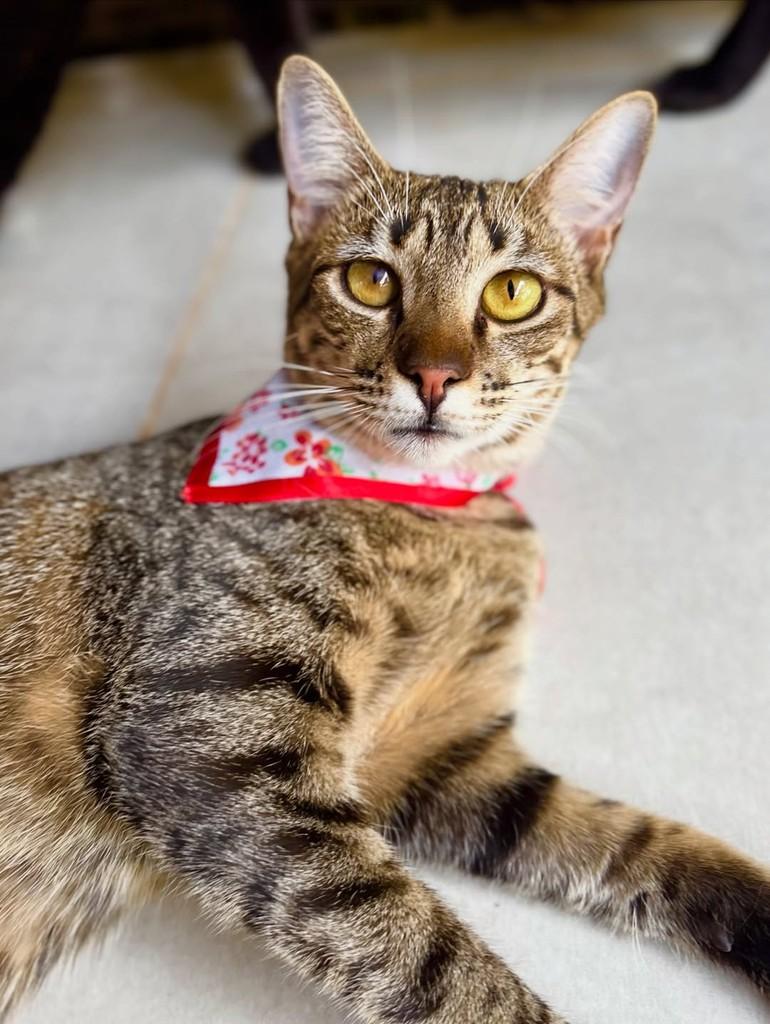 Farofa, gata de porte pequeno para adoção em Sinop - MT — foto 5 de 6