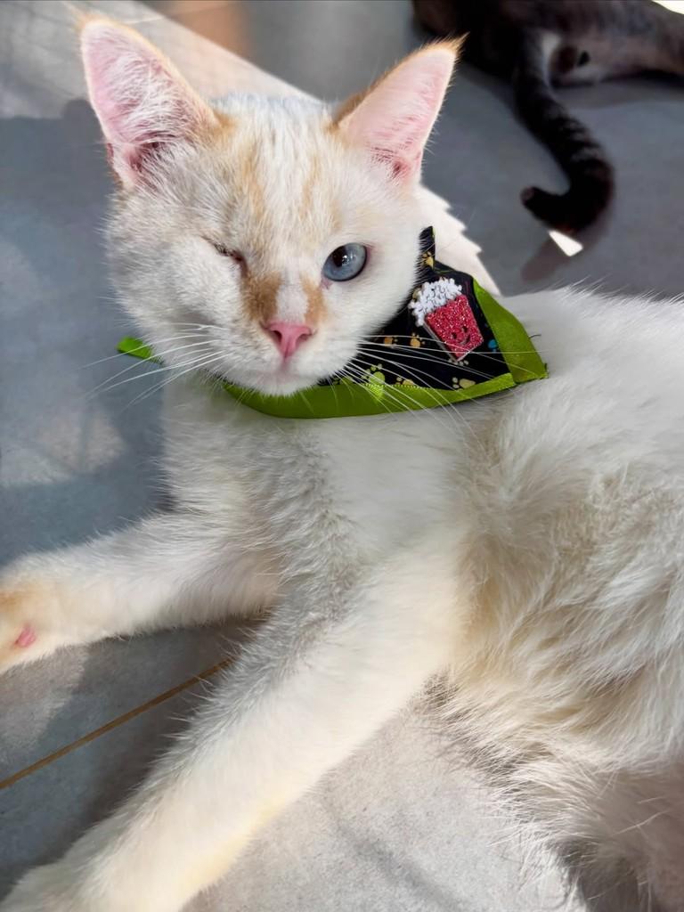 Baco, gato de porte médio para adoção em Sinop - MT