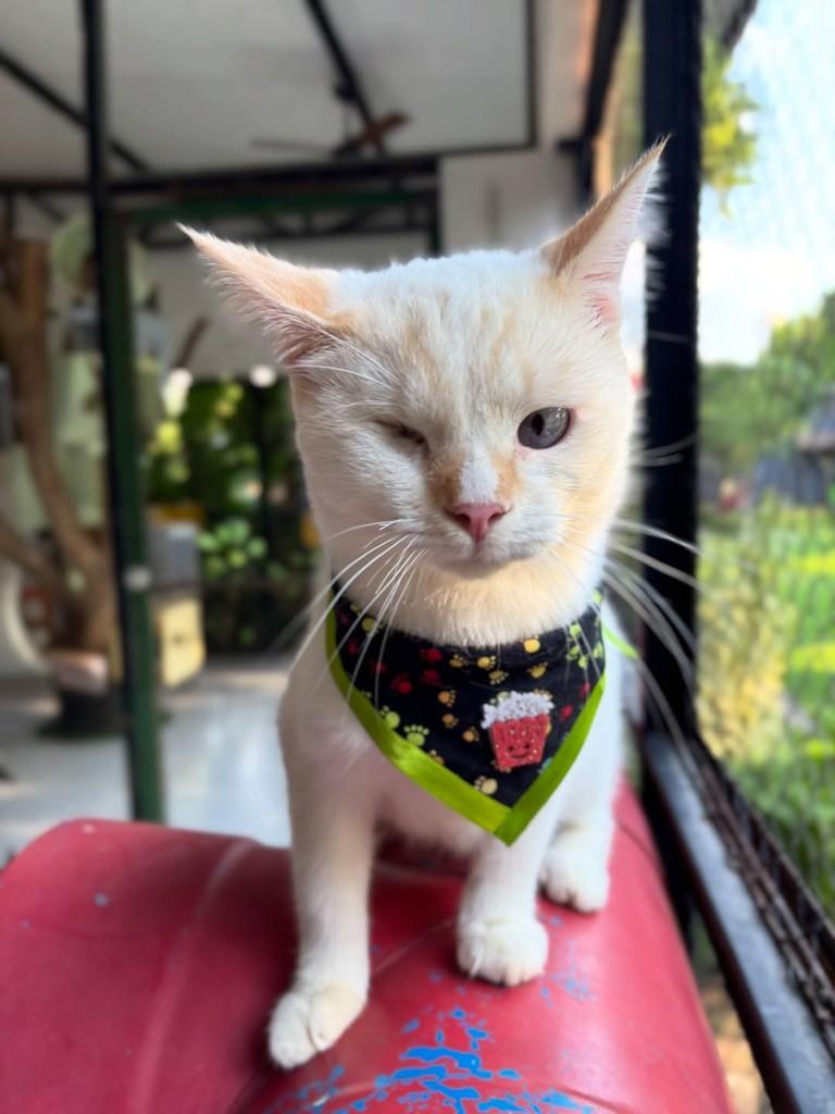 Baco, gato de porte médio para adoção em Sinop - MT — foto 2 de 8