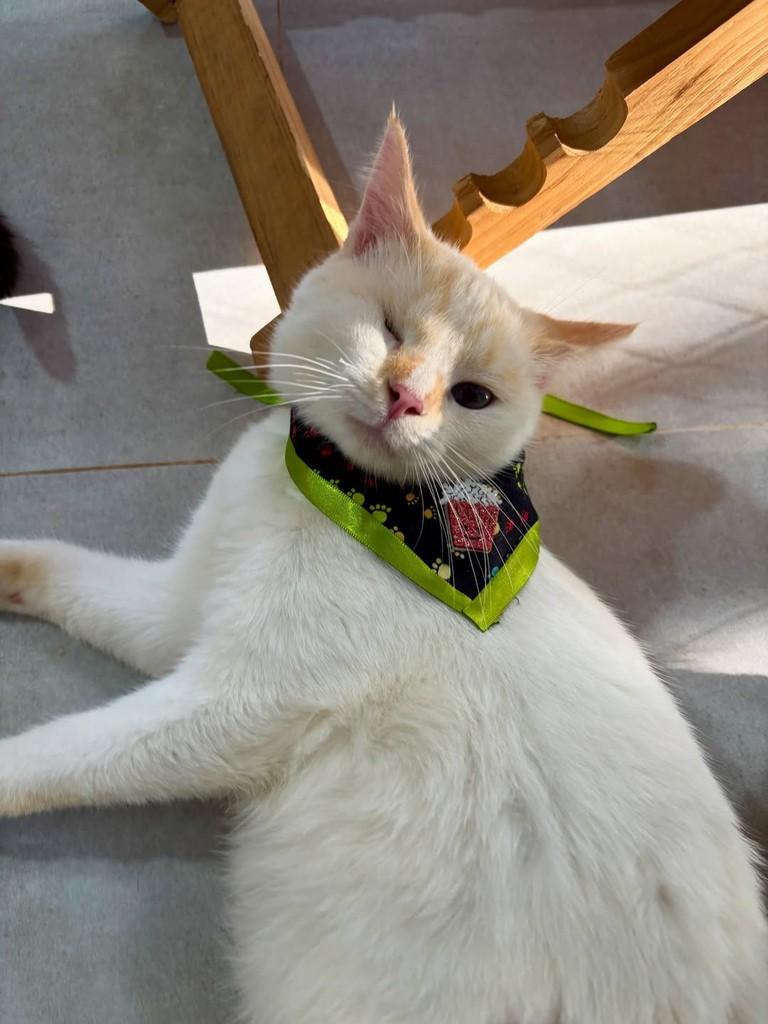 Baco, gato de porte médio para adoção em Sinop - MT — foto 3 de 8