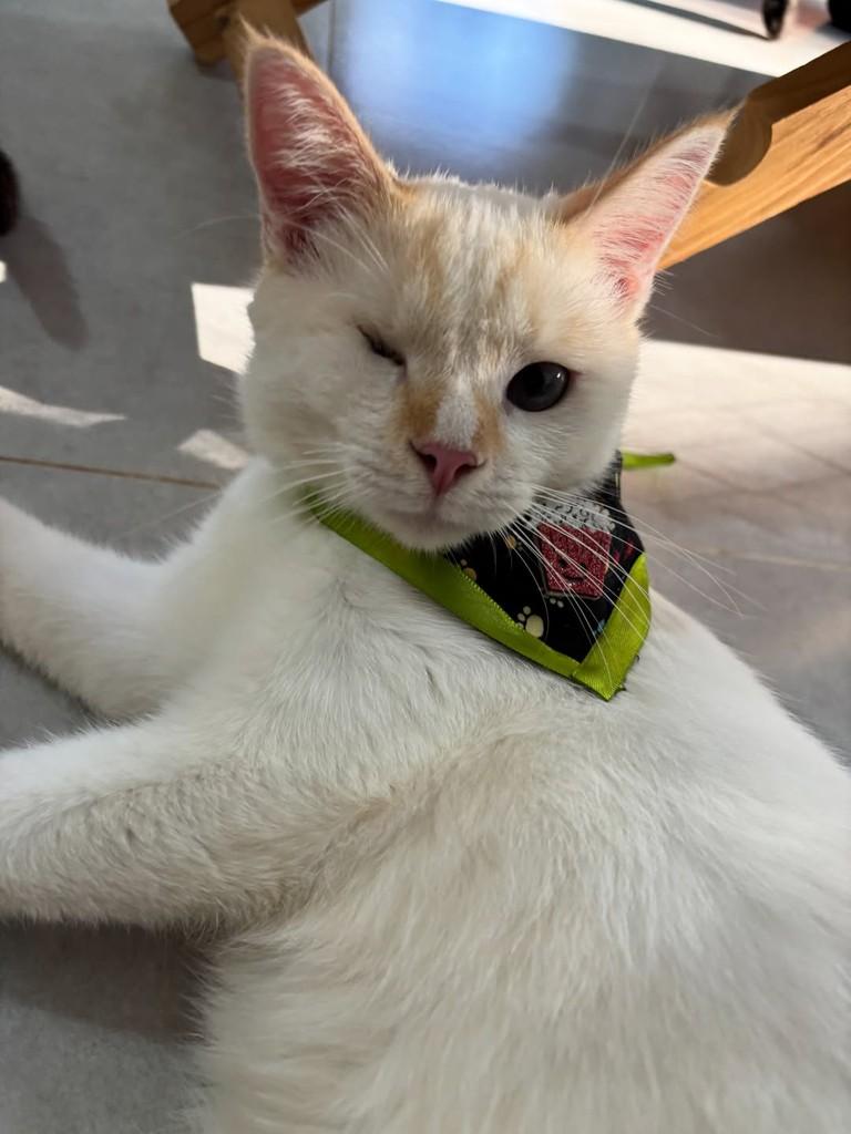 Baco, gato de porte médio para adoção em Sinop - MT — foto 4 de 8