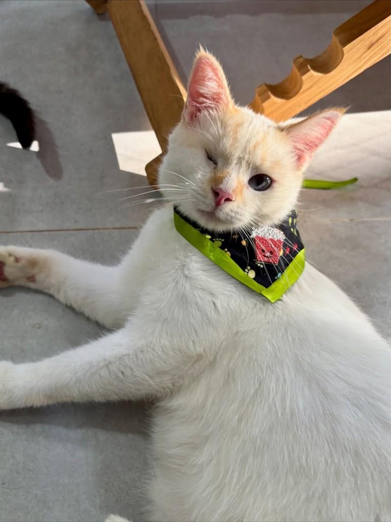 Baco, gato de porte médio para adoção em Sinop - MT — foto 5 de 8