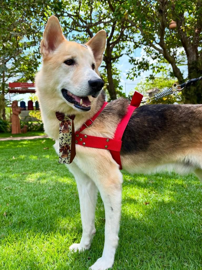 Dante, cachorro de porte médio para adoção em Sinop - MT