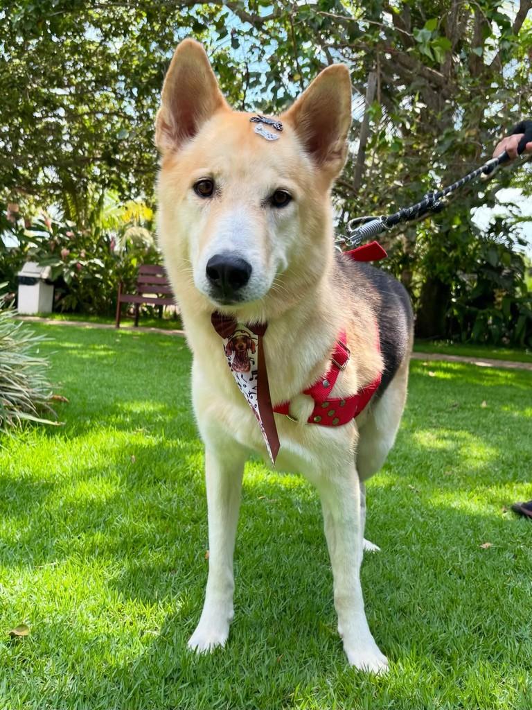 Dante, cachorro de porte médio para adoção em Sinop - MT — foto 2 de 5