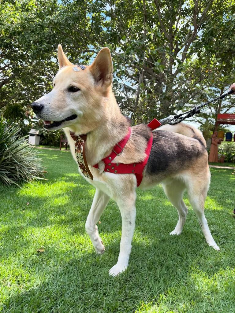 Dante, cachorro de porte médio para adoção em Sinop - MT — foto 3 de 5