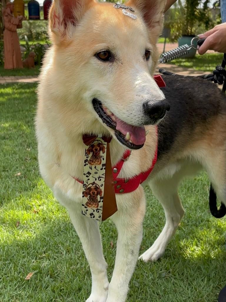 Dante, cachorro de porte médio para adoção em Sinop - MT — foto 4 de 5