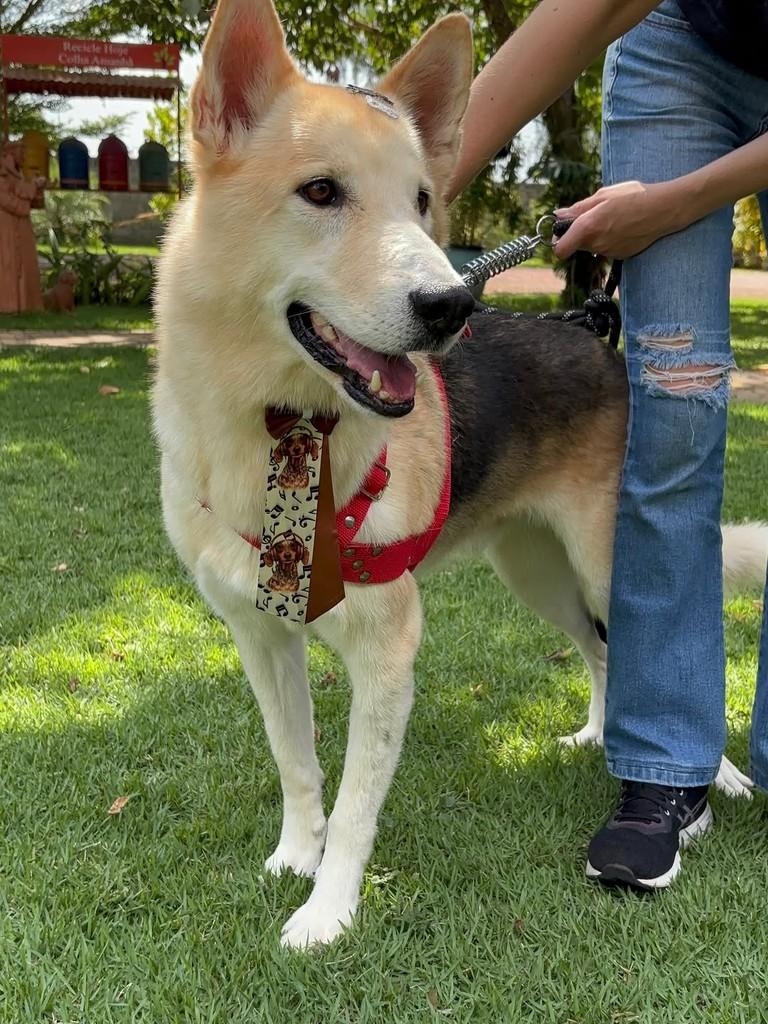 Dante, cachorro de porte médio para adoção em Sinop - MT — foto 5 de 5