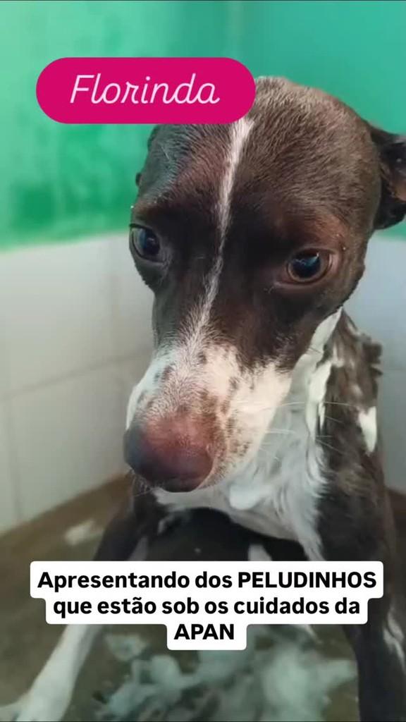 Florinda, cachorro de porte pequeno para adoção em Nova Iguaçu - RJ