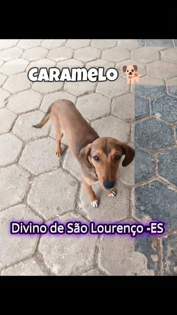 Caramelo, cachorro de porte pequeno para adoção em Divino de São Lourenço - ES