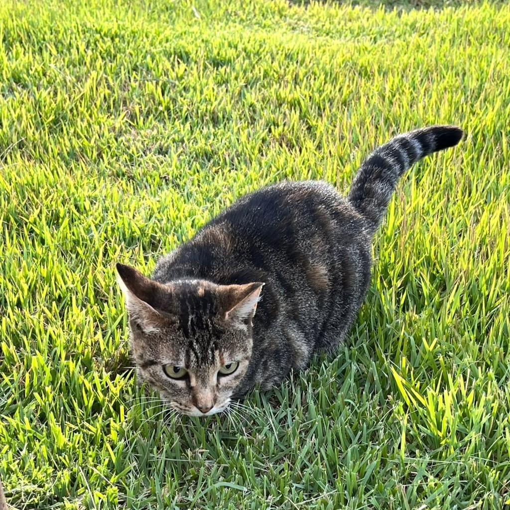 Olívia, gata de porte médio para adoção em Nonoai - RS