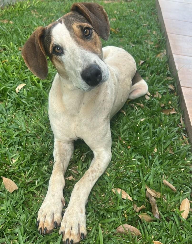 Tiririco, cachorro de porte grande para adoção em Nonoai - RS