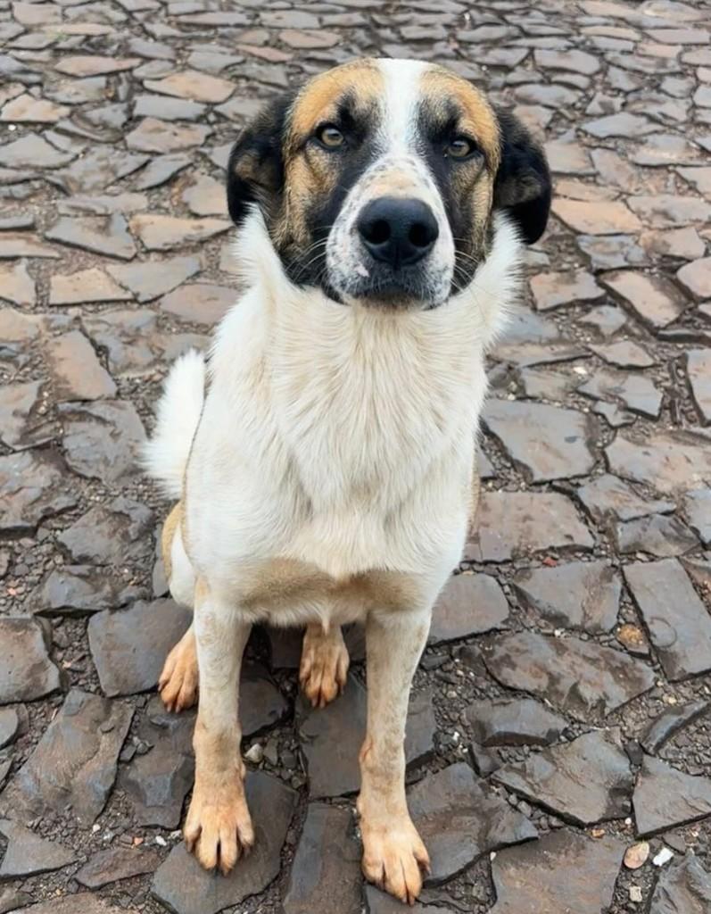 Chico Bento, cachorro de porte grande para adoção em Nonoai - RS