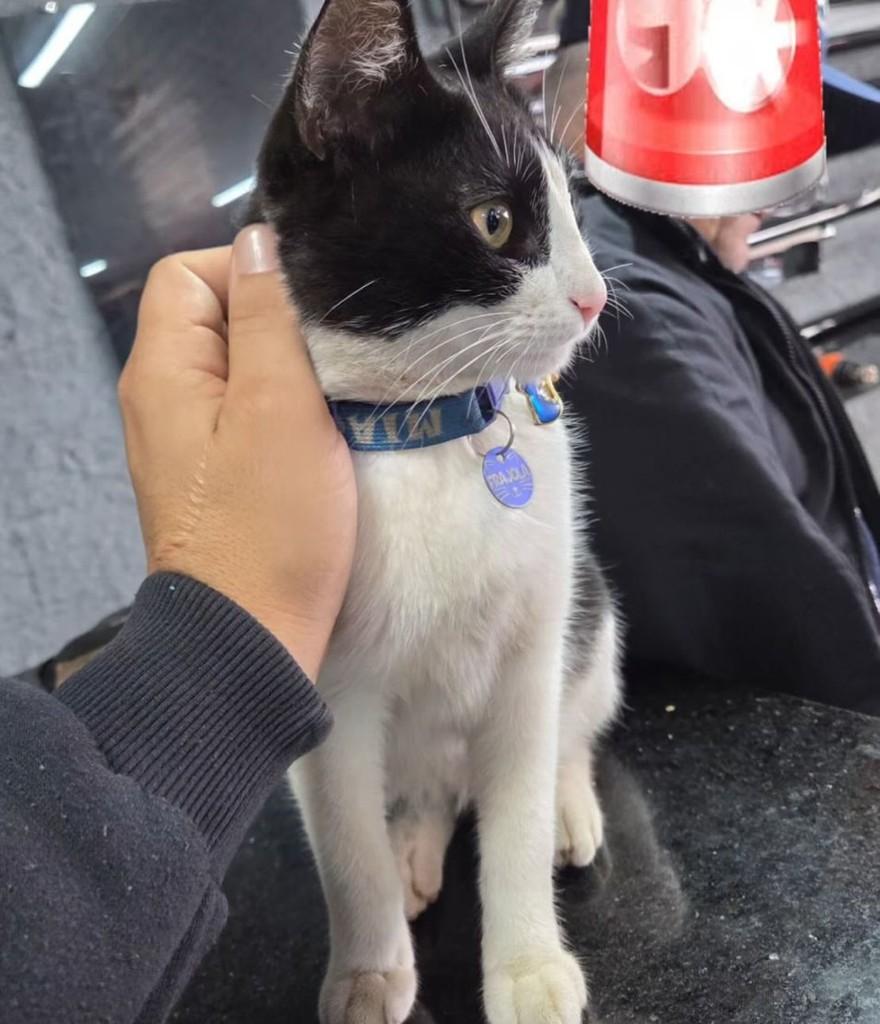 Frajola, gato de porte pequeno para adoção em Nonoai - RS