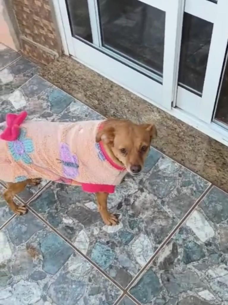 Estrelinha, cadela de porte pequeno para adoção em Nonoai - RS