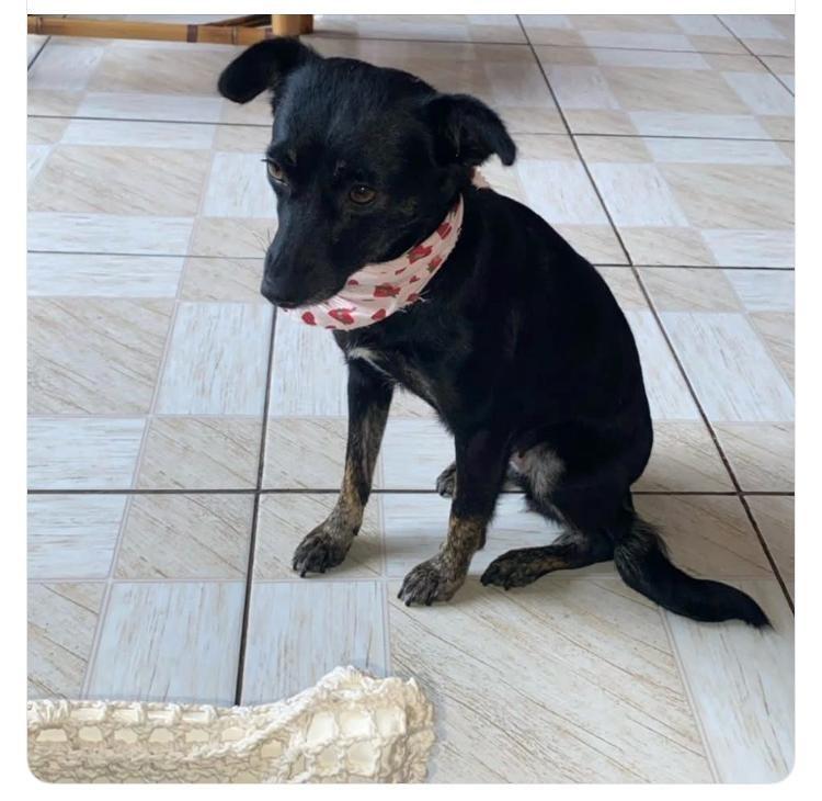 Maitê/ Tete, cadela de porte pequeno para adoção em Nonoai - RS