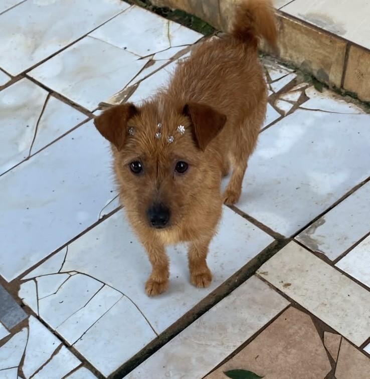 Fiapinho de manga, cachorro de porte pequeno para adoção em Nonoai - RS
