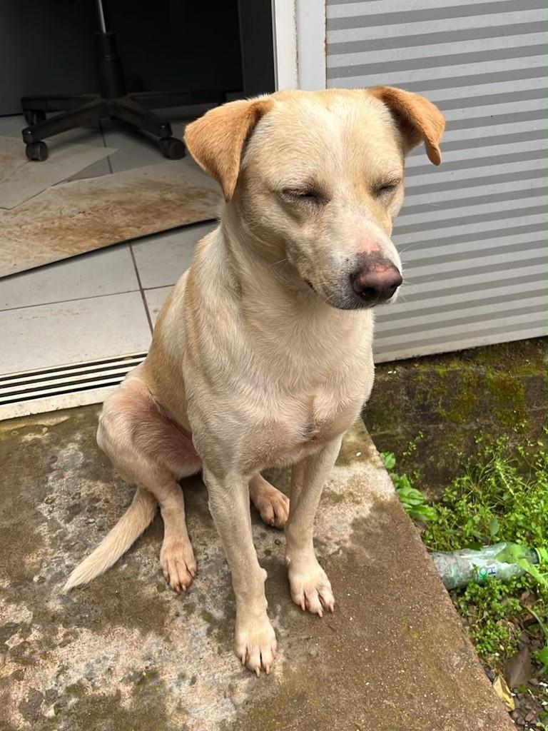 Zé, cachorro de porte médio para adoção em Nonoai - RS