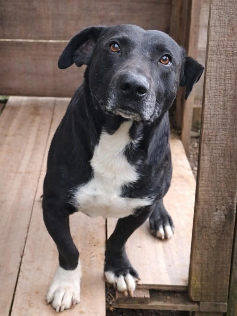 Zé, cachorro de porte médio para adoção em Teutônia - RS