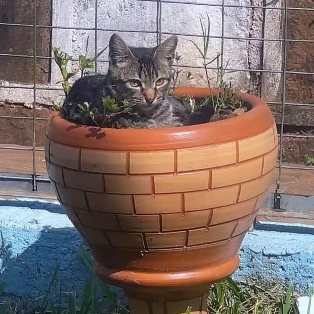 Zéquinha, gato de porte pequeno para adoção em Teutônia - RS