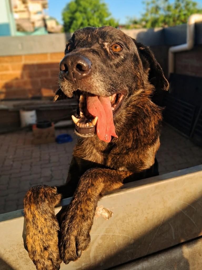 Bethoven, cachorro de porte grande para adoção em Teutônia - RS
