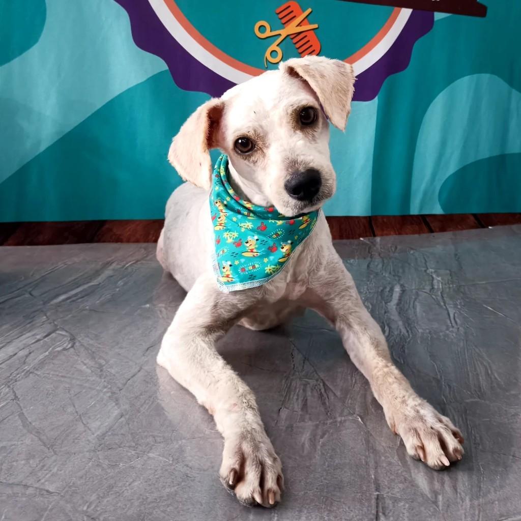 Fofinho, cachorro de porte pequeno para adoção em Teutônia - RS