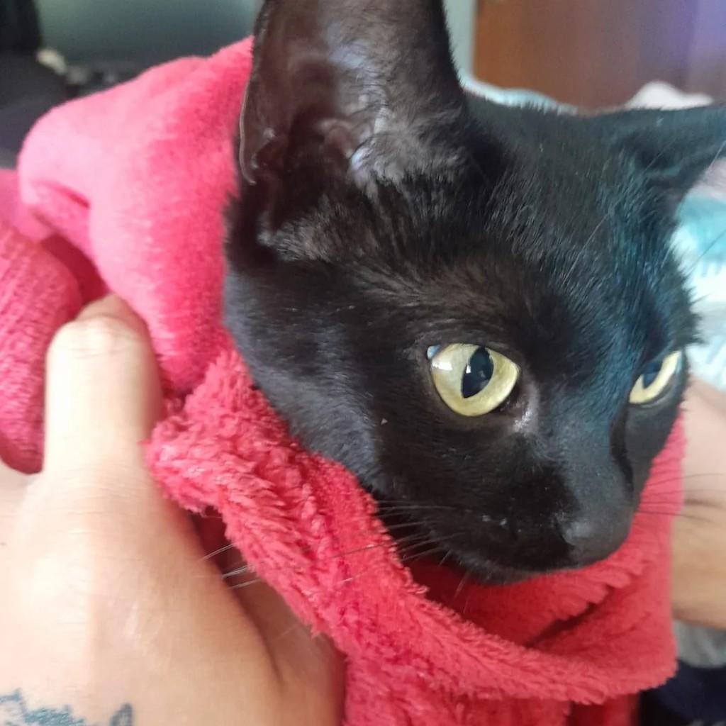 Minnie, gata de porte pequeno para adoção em Teutônia - RS