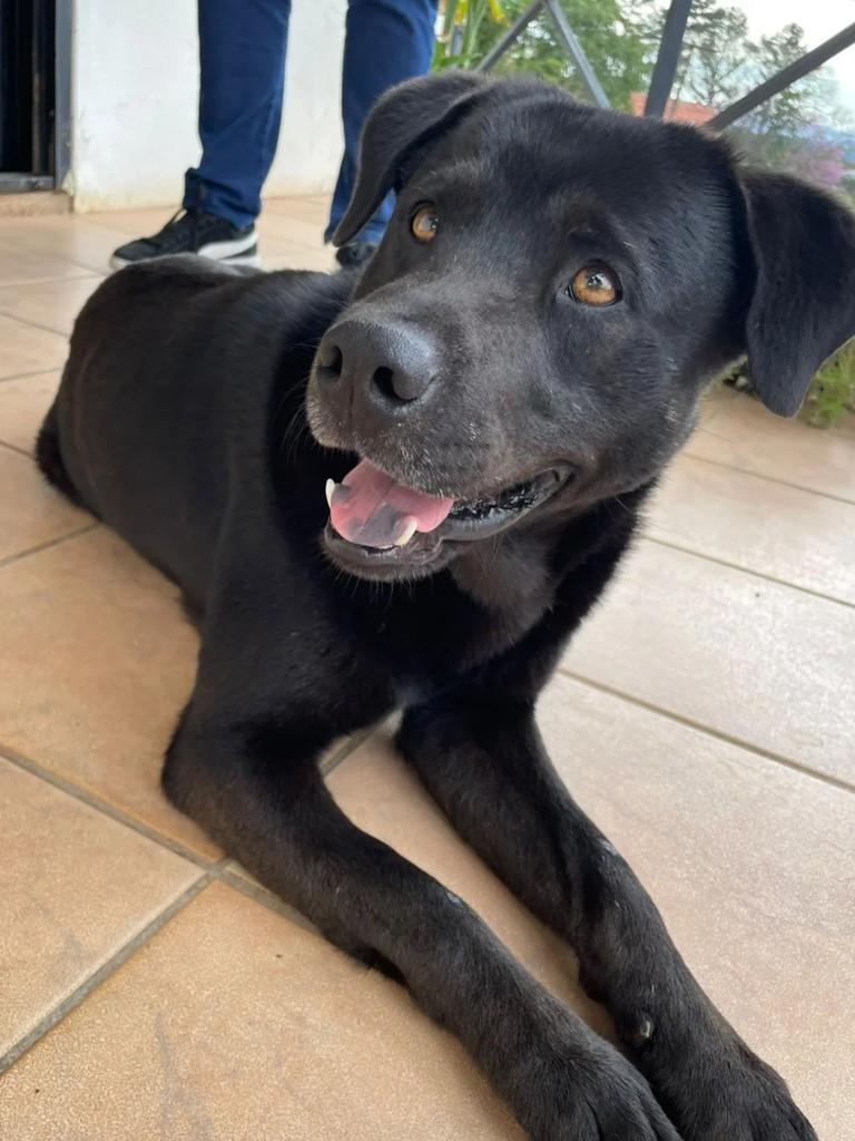 Negão, cachorro de porte grande para adoção em Teutônia - RS