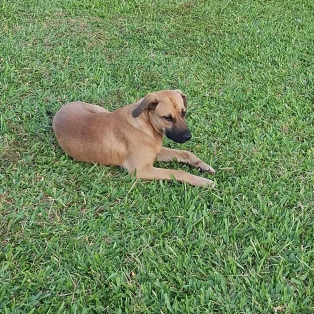 Caramelo, cachorro de porte pequeno para adoção em Teutônia - RS