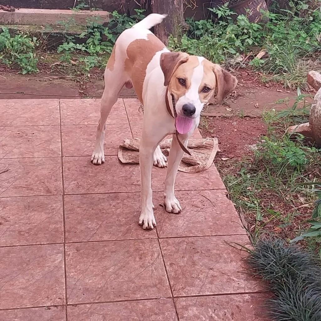 Bobi, cachorro de porte médio para adoção em Teutônia - RS