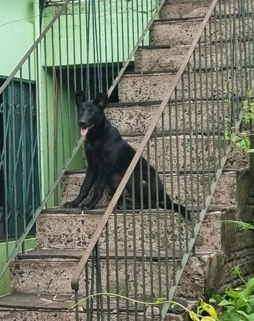Tobi, cadela de porte médio para adoção em Teutônia - RS