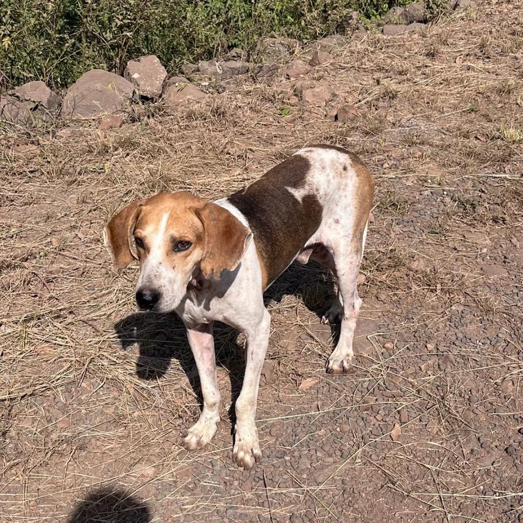 Tutor, cachorro de porte médio para adoção em Teutônia - RS