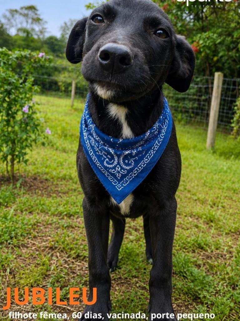 Galerinha, cachorro de porte pequeno para adoção em Teutônia - RS