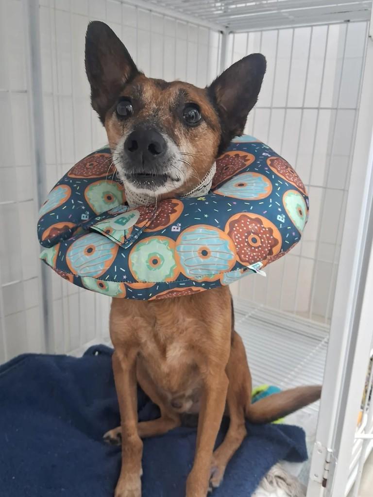 José, cachorro de porte médio para adoção em Teutônia - RS