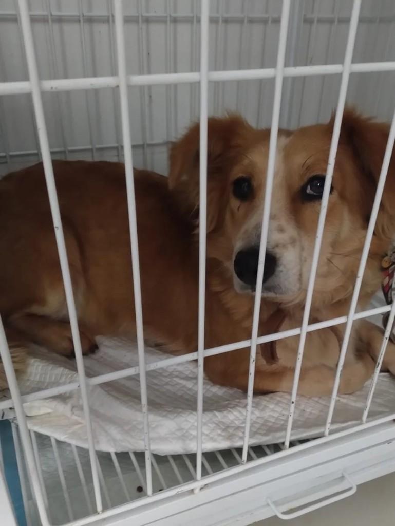 Chloe, cachorro de porte médio para adoção em Teutônia - RS