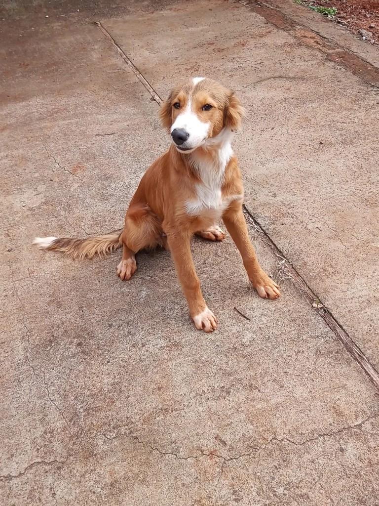 Luque, cachorro de porte médio para adoção em Teutônia - RS