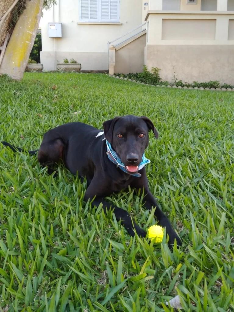 Fritz, cachorro de porte médio para adoção em Teutônia - RS