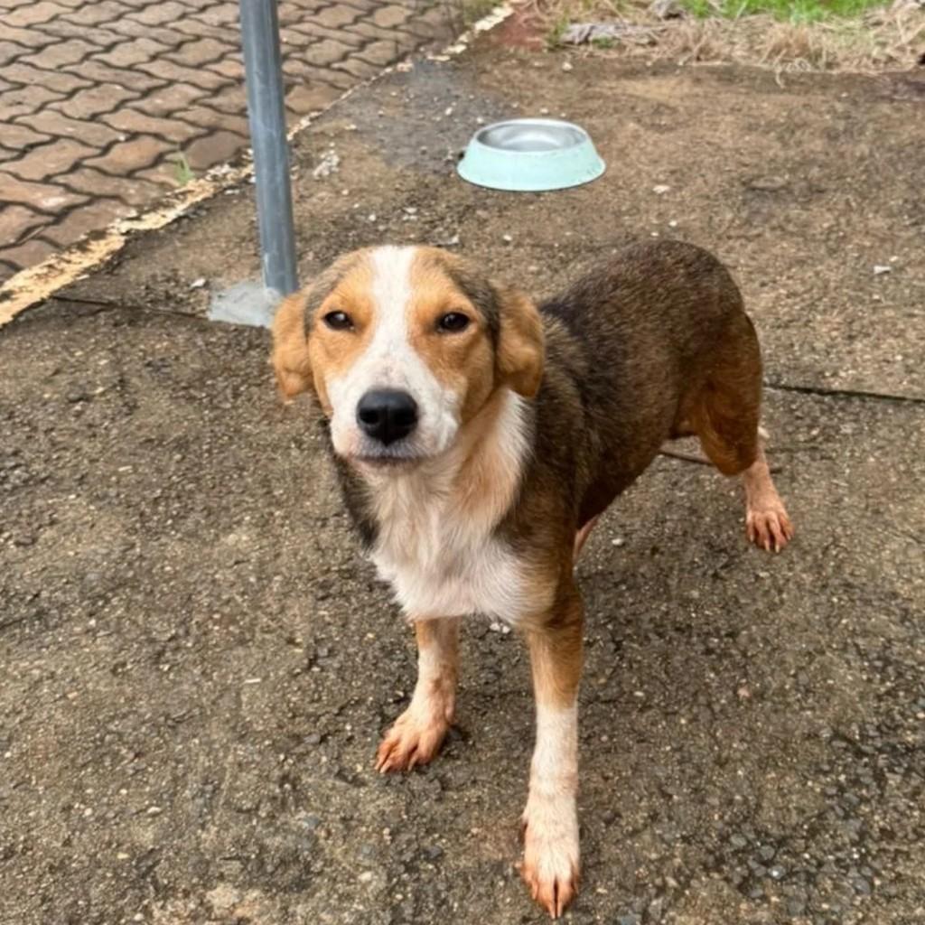 Cachorrinha, cadela de porte médio para adoção em Teutônia - RS