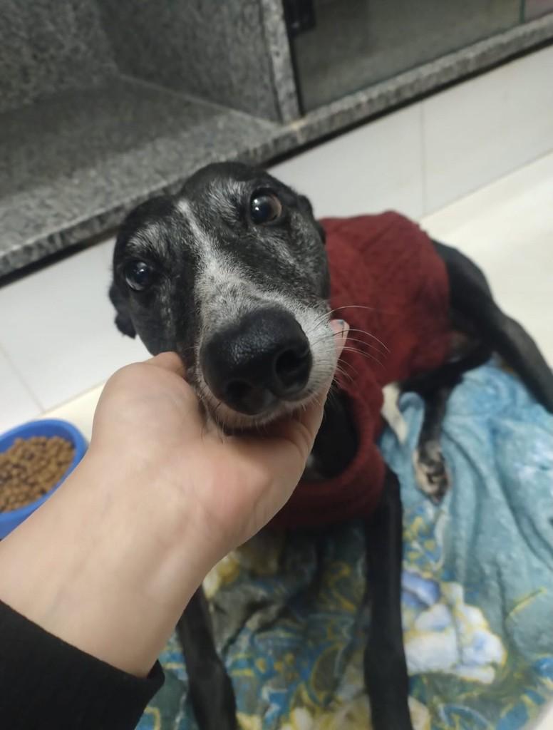 Galgo, cadela de porte pequeno para adoção em Teutônia - RS