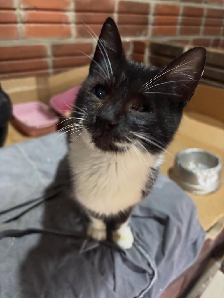 Kate, gata de porte pequeno para adoção em Teutônia - RS