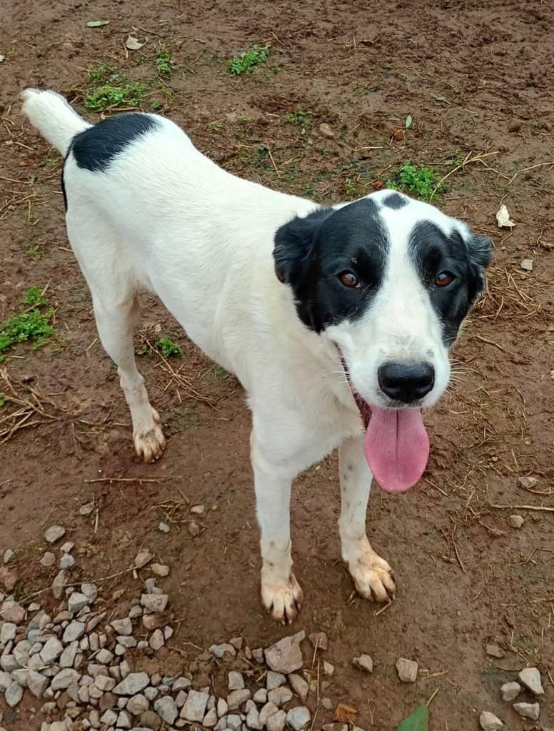 Bruce, cachorro de porte grande para adoção em Teutônia - RS