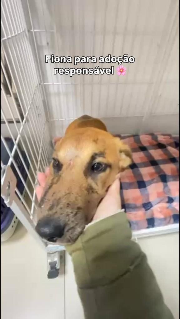 Fiona, cachorro de porte grande para adoção em Teutônia - RS